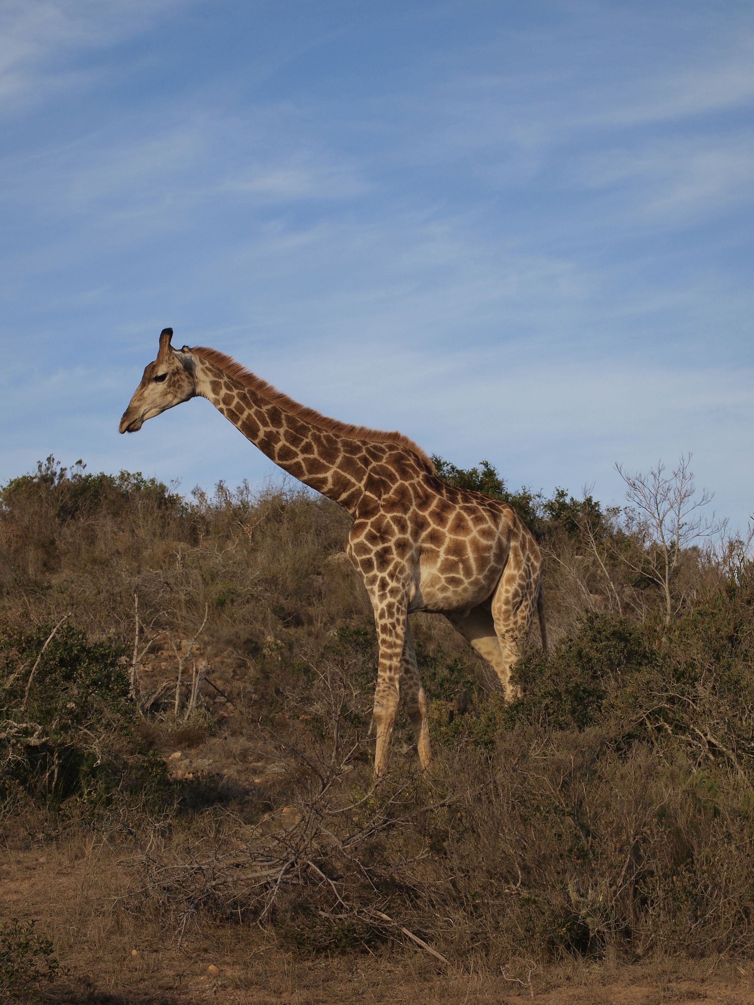 Majestic giraffe at golden hour on the African savannah