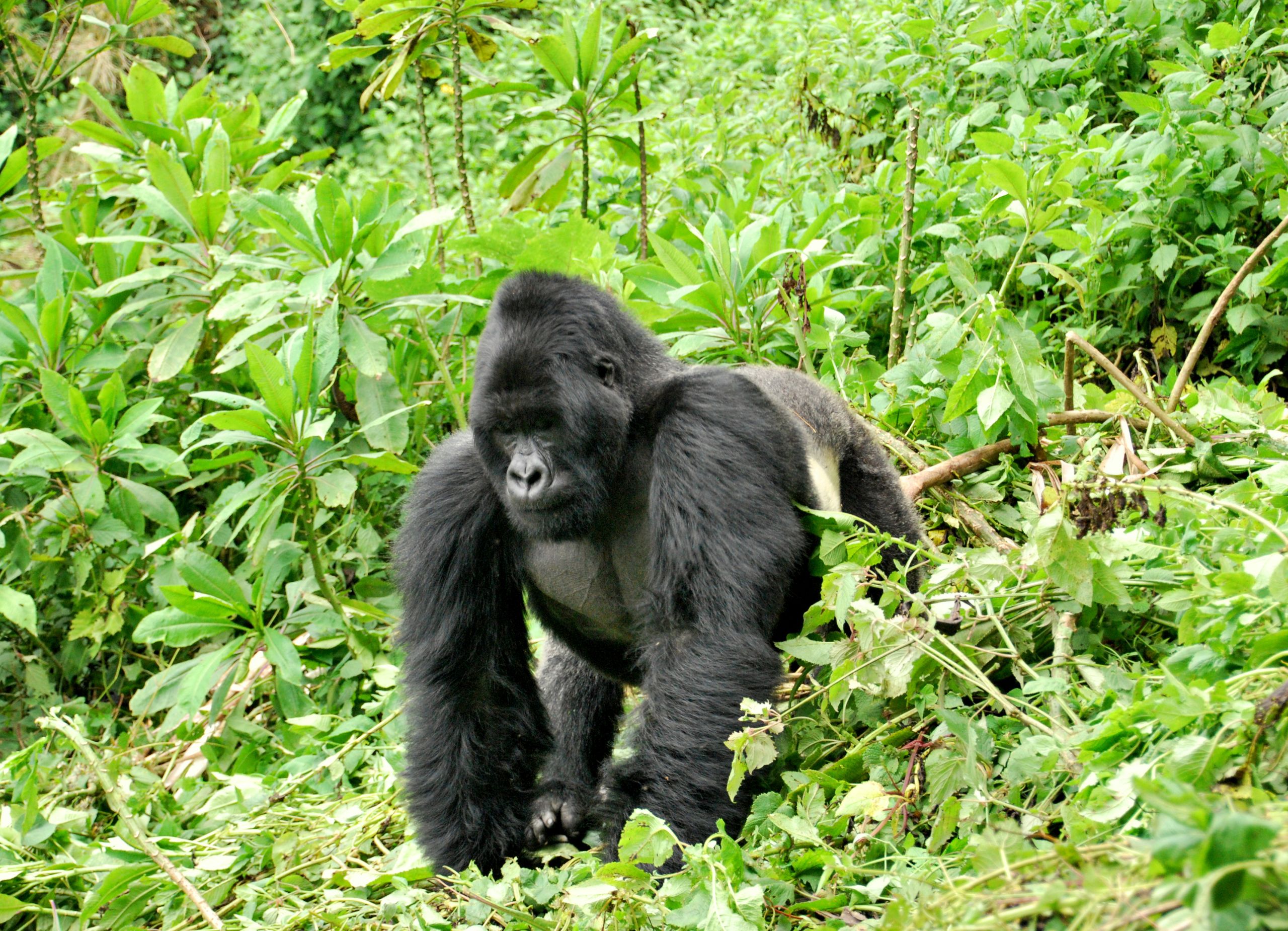 Mountain gorillas in Rwanda